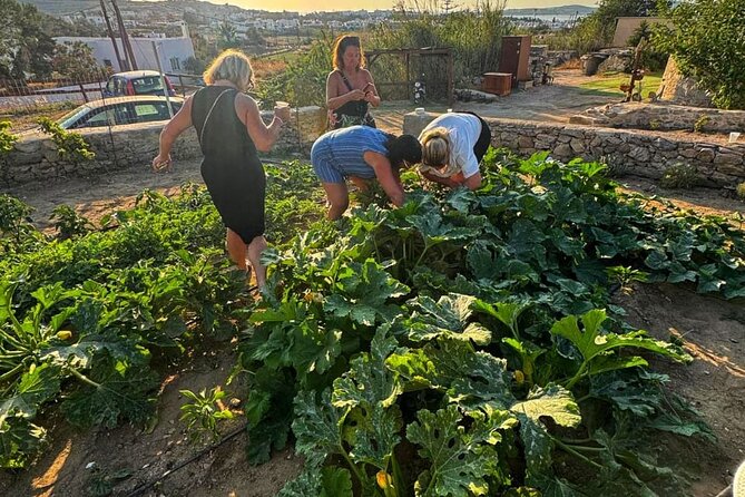Cooking Class Sunset Dinner and Tour in Paros Farm - Value check: what you get for $157.27 per person
