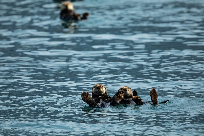 Kenai Fjords National Park Glacier Dinner Cruise from Seward - Glacier views you can’t fake: Aialik or Holgate tidewater ice