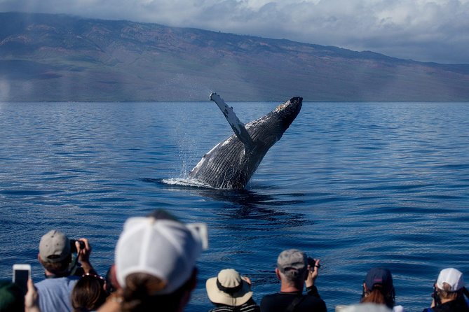 Maui Premium Sunset Dinner Cruise & Whale Watch - Key highlights to know before you go