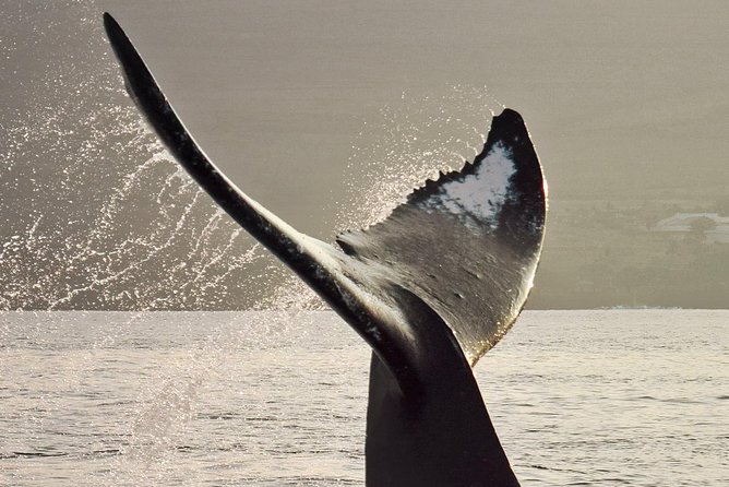 Maui Premium Sunset Dinner Cruise & Whale Watch - Ma‘alaea Harbor: Why this area works for sunset whales