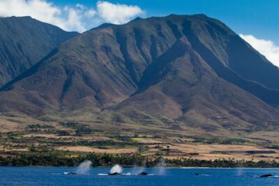 Maui Premium Sunset Dinner Cruise & Whale Watch - Dinner on the Pacific: What the 4-course meal feels like
