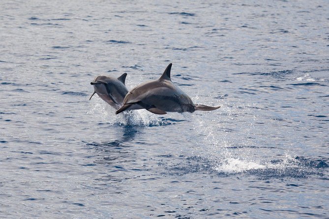 Maui Premium Sunset Dinner Cruise & Whale Watch - Who this cruise is best for (and who should think twice)