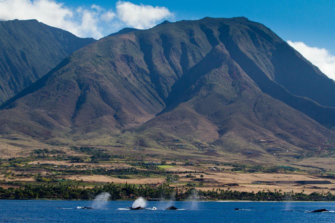 Maui Premium Sunset Dinner Cruise & Whale Watch - Dinner on the Pacific: What the 4-course meal feels like