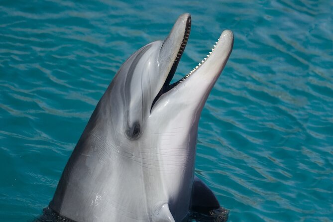 Ultimate Key West Day: Dolphin & Snorkel Combo with Sunset Sail - Key highlights that make this day work
