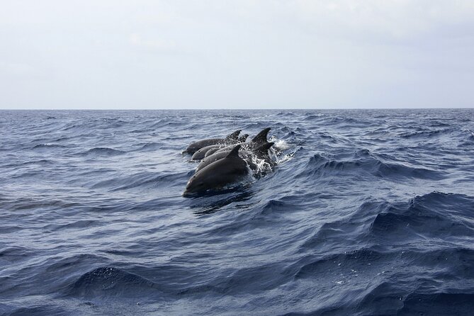 Ultimate Key West Day: Dolphin & Snorkel Combo with Sunset Sail - What to bring for a smoother Key West water day